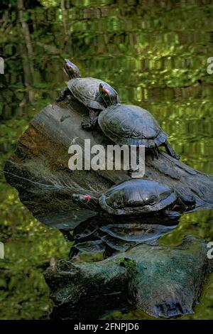Slider rosso-arato, Trachemys scripta elegans, tartarughe su tronchi, stagno, Vancouver del Nord, British Columbia, Canada Foto Stock