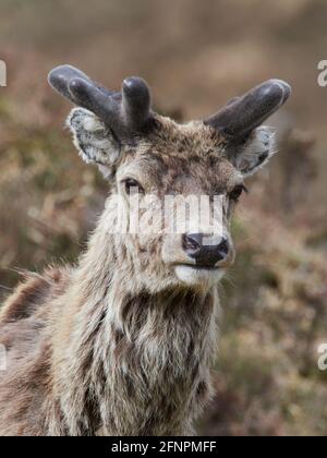 Red Deer Stag (Cervus elaphus) con formiche di velluto in crescita, primo piano, Highlands scozzesi, Regno Unito Foto Stock