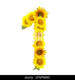 Figura 1 fatta di girasoli belli su sfondo bianco Foto Stock