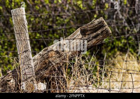 Close-up di filo spinato e recinzione di legno post; Ranch in Colorado centrale; USA Foto Stock