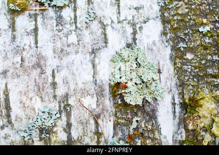 Parmelia sulcata lichen su corteccia di betulla. Macro Foto Stock