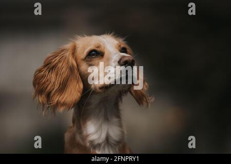 Cocker Spaniel testa ritratto con uno sfondo sfocato Foto Stock