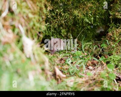 Comune / screw eurasiatico (Sorex araneus) nella foresta, Inverness-shire, Scottish Highlands, Regno Unito Foto Stock