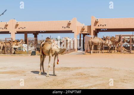 Gabbie di cammello al mercato degli animali di al Ain, Emirati Arabi Uniti Foto Stock