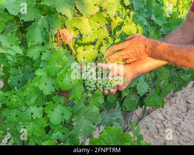 Primo piano delle mani di un vignaiolo o di un viticoltore che ispeziona la vendemmia. Mani e vite degli uomini. Concetto di agricoltura. Foto Stock