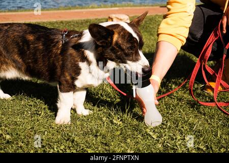Corgi beve da una bottiglia di plastica dalle mani del proprietario. Giorno caldo estivo vicino al fiume. Vacanze con un animale domestico Foto Stock