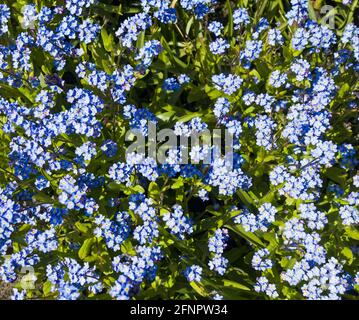 Myosotis, non dimentichi me, cominciando a fiorire in primavera, Regno Unito. Foto Stock