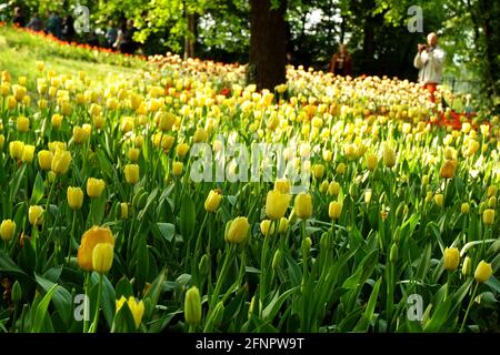 Pralormo, Piemonte, Italia. -04-25-2009- Messer Tulipano mostra di giardinaggio con molla fioritura di tulipani al Castello di Pralormo. Foto Stock