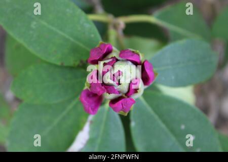 Un fiore Bud su un rododendro viola Foto Stock