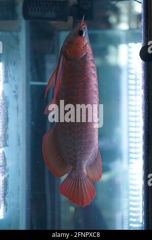 Arowana asiatica (Scleropages formosus) nuotare verso l'alto in acquario Foto Stock