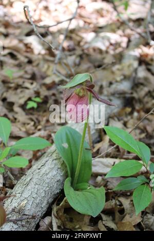 Orchidea pink Lady Slipper Foto Stock