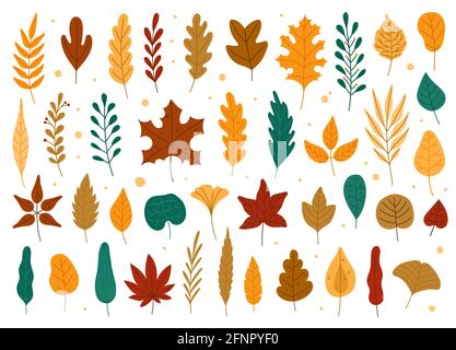 Foglie d'autunno. Quercia, acero, olmo foglia caduta a secco. Mano disegnata foresta caduta giallo o rosso fogliame. Foglie di pianta essiccate, insieme vettore autunnale a foglia cadente, erbario stagionale, rami di albero Illustrazione Vettoriale