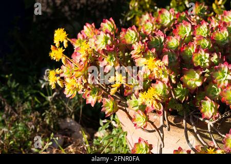 Sedum palmeri in fiore in una pentola di terracotta con un luce laterale durante la primavera Foto Stock