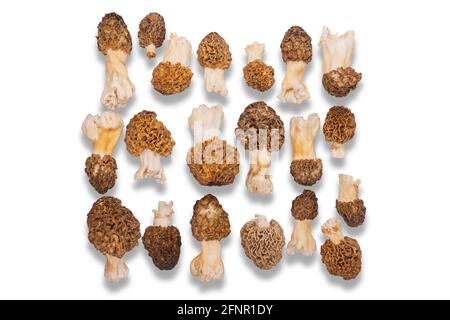 spugnole, funghi su un piatto bianco, delicatezza Foto Stock