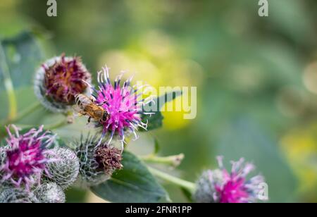 Fiore di cardo fiorente. Ape miele sul fiore. Sfondo verde. Foto Stock