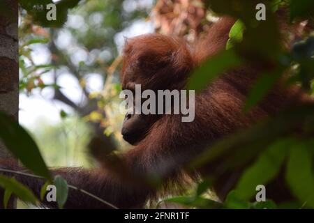 L'orangutana femminile si muove attraverso gli alberi della foresta pluviale del Borneo con uno sguardo determinato sul suo volto. Foto Stock