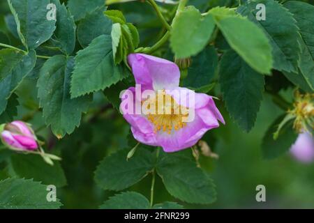 In estate fiorisce la rosa canina, fiore rosa canaletto Foto Stock