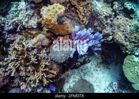 Primo piano foto della spugna a tubo blu nel mezzo della barriera corallina densamente popolata. Colorata colonia di reef nel mare tropicale dell'Indonesia, Bali. Foto Stock