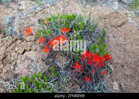 Gunnison, Colorado, Stati Uniti. 18 maggio 2021. I fiori selvatici del pennello indiano iniziano a fiorire nell'alto paesaggio desertico vicino a Gunnison, Colorado. Credit: csm/Alamy Live News Foto Stock