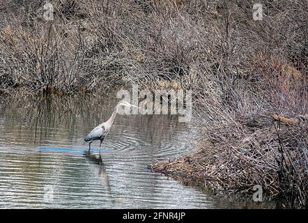 Crested Butte, Colorado, Stati Uniti. 18 maggio 2021. Un airone trova rifugio sicuro nel rookery del fiume Slate vicino a Crested Butte, Colorado. Credit: csm/Alamy Live News Foto Stock