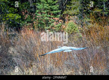 Crested Butte, Colorado, Stati Uniti. 18 maggio 2021. Un airone trova rifugio sicuro nel rookery del fiume Slate vicino a Crested Butte, Colorado. Credit: csm/Alamy Live News Foto Stock