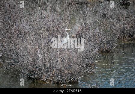 Crested Butte, Colorado, Stati Uniti. 18 maggio 2021. Un airone trova rifugio sicuro nel rookery del fiume Slate vicino a Crested Butte, Colorado. Credit: csm/Alamy Live News Foto Stock