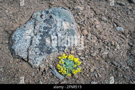 Gunnison, Colorado, Stati Uniti. 18 maggio 2021. Fiori selvatici emergenti nell'alto paesaggio desertico vicino a Gunnison, Colorado. Credit: csm/Alamy Live News Foto Stock