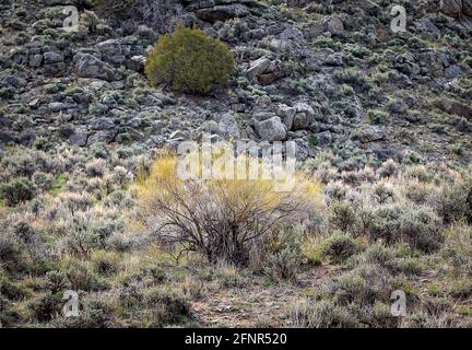 Gunnison, Colorado, Stati Uniti. 18 maggio 2021. La spazzola di salvia illuminata dal sole abbonda nell'alto paesaggio desertico vicino a Gunnison, Colorado. Credit: csm/Alamy Live News Foto Stock