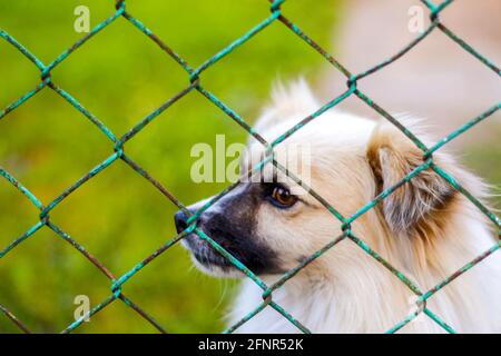 Defocalizzare il cane pekingese sull'erba guardando attraverso recinzione di metallo verde. Ritratto di un cane dietro una recinzione di ferro in piedi su una recinzione guardando la fotocamera Foto Stock