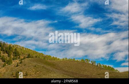 Gunnison, Colorado, Stati Uniti. 18 maggio 2021. Gli aspen emergenti partono sotto il brillante cielo blu del Colorado vicino a Gunnison, Colorado. Credit: csm/Alamy Live News Foto Stock