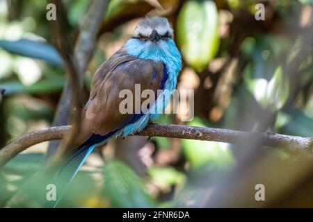 Primo piano di un rullo a coda di racchetta (Coracias spatulatus), un bellissimo uccello africano orientale. Foto Stock