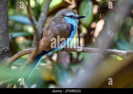 Primo piano di un roller con coda di racchetta (Coracias spatulatus), uno splendido uccello dell'Africa orientale, presso la voliera Living Treehouse all'interno dello Zoo di Atlanta. (STATI UNITI) Foto Stock