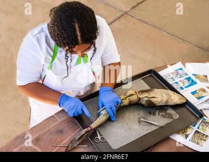 Latina Teen Girl taglia in squalo preservato per la Classe di Biologia Foto Stock