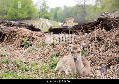 Daino selvaggio fiuto cervi godete il sole e caldo tempo primaverile pascolo nel parco nazionale, Knole, Kent Foto Stock