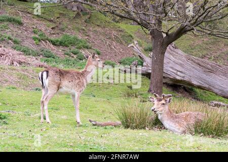 Daini selvatici Godetevi il sole e caldo clima primaverile pascolo nel parco nazionale, Knole, Kent Foto Stock