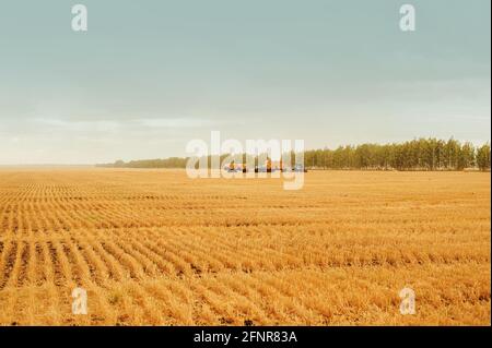 Il trattore rimuove le balle di fieno dal campo dopo la mietitura. Concetti di grano di pulizia. Completamento della società agricola Foto Stock