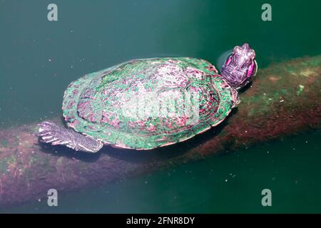 Cumberland Slider tartaruga d'acqua dolce . Trachemys scripta troosti Foto Stock