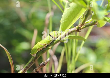 Pilastri su foglie con sfondo sfocato. Primo piano splendido caterpillar verde. Un bellissimo bruco scorre su una grande foglia verde. Foto Stock