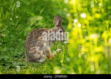 Coniglio di coda di cotone orientale, (Sylvilagus floridanus) Multing di coniglio in primavera Foto Stock