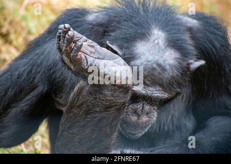 Scimpanzé sollevando il piede al conservatorio Ol Pejeta Foto Stock