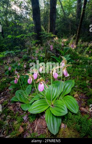 Pink Lady's Slipper Orchids (Cypripedium acaule) - Piscgah National Forest, Brevard, North Carolina, USA Foto Stock