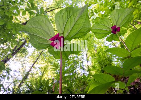 Vasey's Trillium (Trillium vaseyi), Pisgah National Forest, Brevard, Carolina del Nord, Stati Uniti Foto Stock