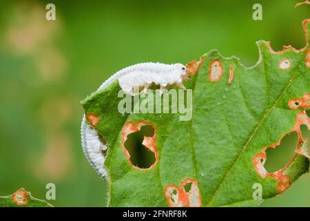 Foglie di larva di Sawfly ( Tennhidinoidea ) - USA Foto Stock
