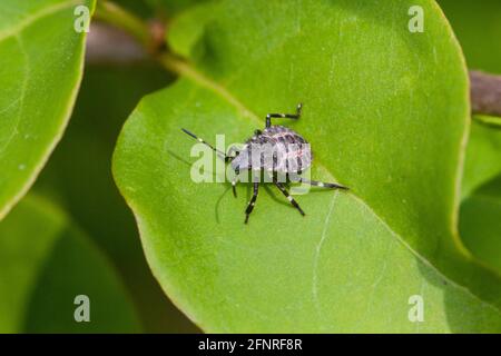 Insetto marmorato marrone immaturo (Halyomorfa halys) Siedendo sulla foglia - USA Foto Stock