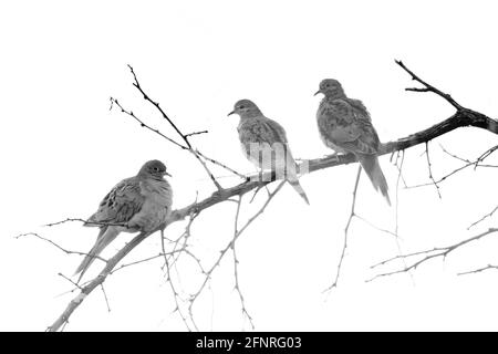 Mourning Doves, Bosque del Apache National Wildlife Refuge, New Mexico, USA. Foto Stock