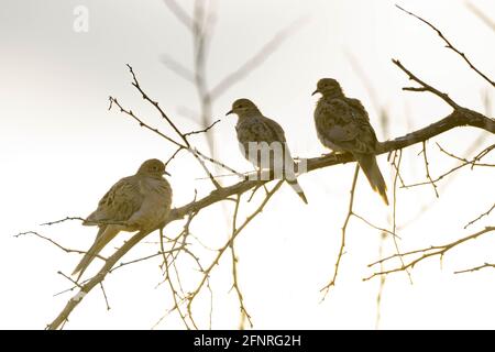 Mourning Doves, Bosque del Apache National Wildlife Refuge, New Mexico, USA. Foto Stock