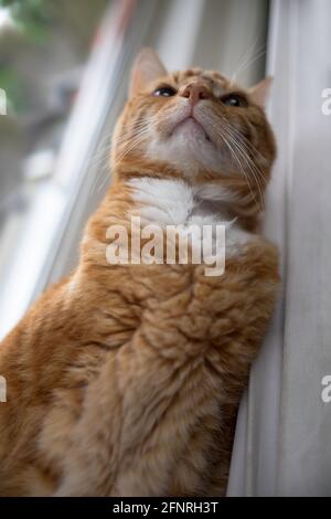 Cat si siede davanti al finestrino e a una tenda e guarda verso l'alto. Sfondo sfocato Foto Stock