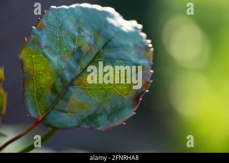 Primo piano di una foglia di rosa con le vene di foglia e. Macchie brune arrugginite Diplocarpon rosae causato da fungo in ritardo stagione Foto Stock