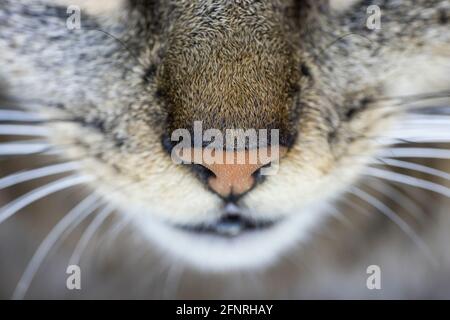 Ravvicinato al naso del gatto con bocca aperta e occhio blu offuscato. Mettere a fuoco il naso, il philtrum e i capelli Foto Stock