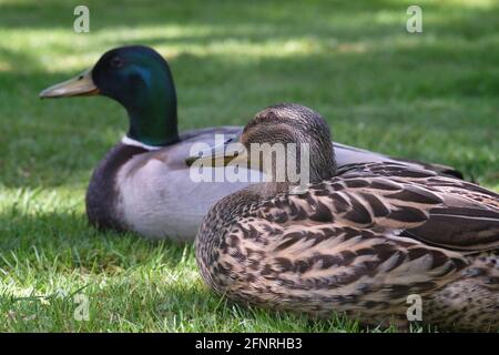 Un'anatra femminile (in primo piano) e maschile (di sfondo) che si rilassa sul erba al sole Foto Stock